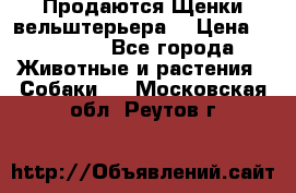 Продаются Щенки вельштерьера  › Цена ­ 27 000 - Все города Животные и растения » Собаки   . Московская обл.,Реутов г.